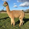 TOFT Jargel Elite Brown huacaya female for sale at TOFT Alpaca Stud